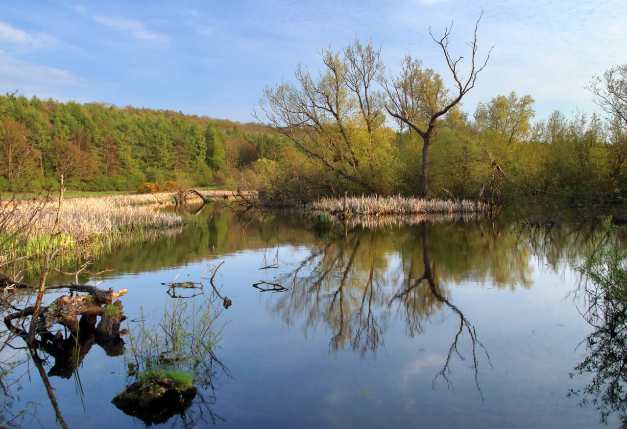 Renaturierte Flusslandschaft.