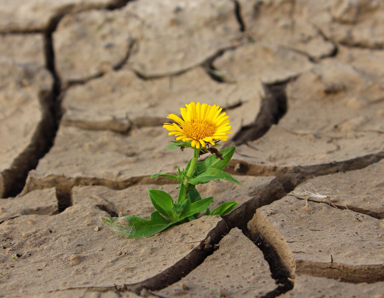 Auf einem vertrockneten Acker blüht eine Blume.